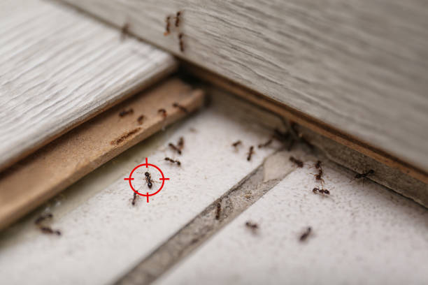 Best Pest Removal Services  in Pomona, KS