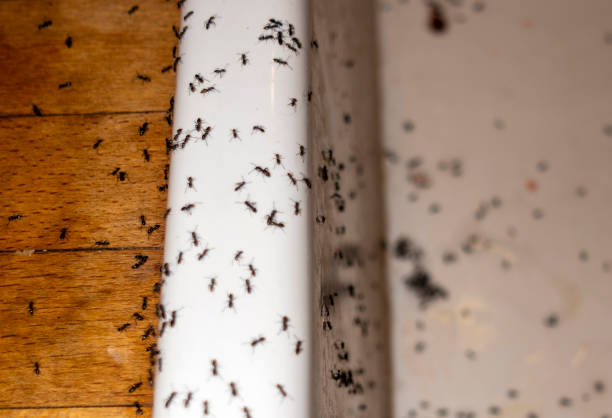 Wasp Removal Services in Pomona, KS