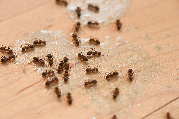 Best Commercial Pest Control Services  in Pomona, KS